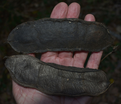 Mucuna gigantea