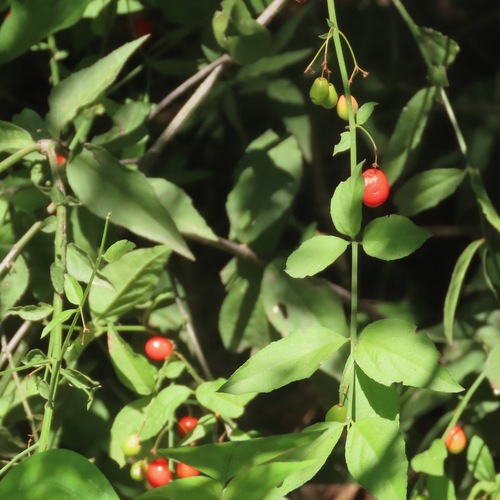 Snake Berry (Crossopetalum uragoga)