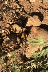 Dasymutilla magnifica