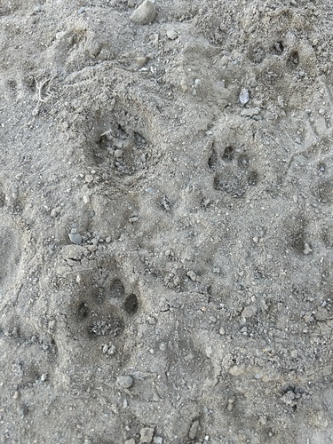 iNaturalist observation photo of Small Cats