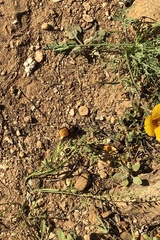 Dasymutilla magnifica