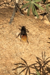 Dasymutilla magnifica