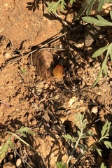 Dasymutilla magnifica