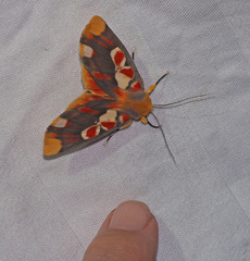 Hypsidia erythropsalis