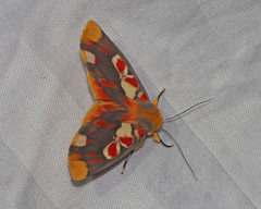 Hypsidia erythropsalis