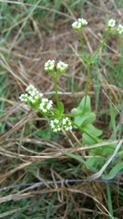 Valerianella