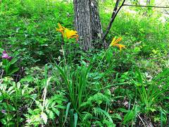 Hemerocallis middendorffii