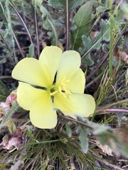 Oenothera primiveris