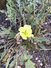 Oenothera primiveris