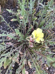 Oenothera primiveris