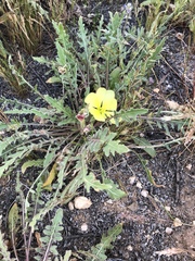 Oenothera primiveris