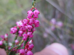 Erica rhopalantha