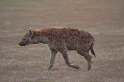 Spotted Hyena