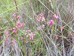 Erica rhopalantha