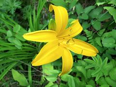 Hemerocallis middendorffii