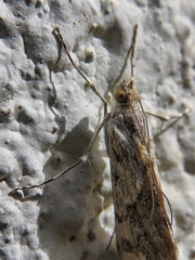 Crambidae