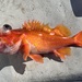 Rosethorn Rockfish - Photo (c) prickly_sculpin, some rights reserved (CC BY-NC), uploaded by prickly_sculpin