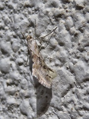 Crambidae