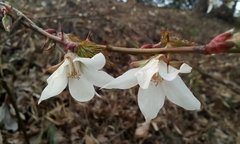 Rubus palmatus coptophyllus