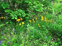 Hemerocallis middendorffii