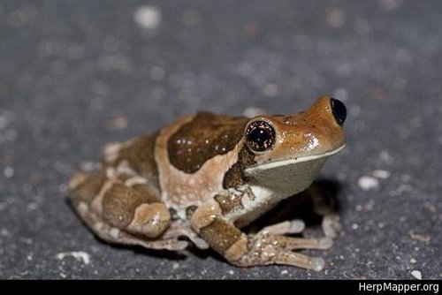 Veined Tree Frog