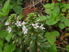 Lysimachia mauritiana