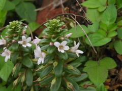 Lysimachia mauritiana