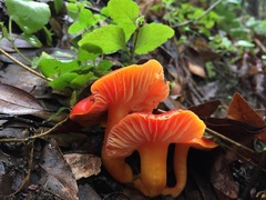 Hygrocybe splendidissima