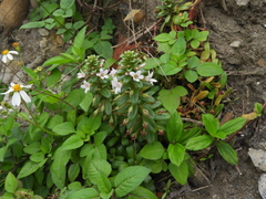 Lysimachia mauritiana