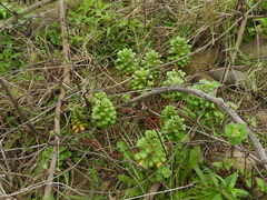 Lysimachia mauritiana
