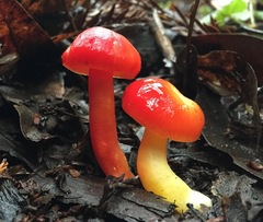 Hygrocybe splendidissima