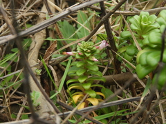 Lysimachia mauritiana