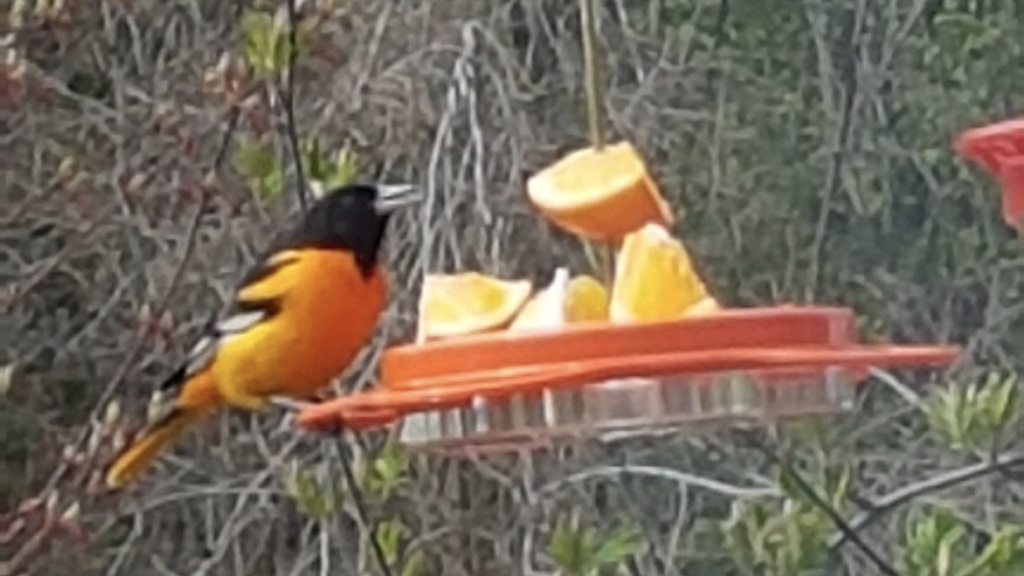 Baltimore Oriole from 101 Sandringham Dr, Barrie, ON L4N 0Y9, Canada on
