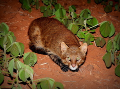 Pantanal Cat photo 3