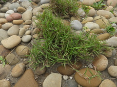 Zoysia matrella