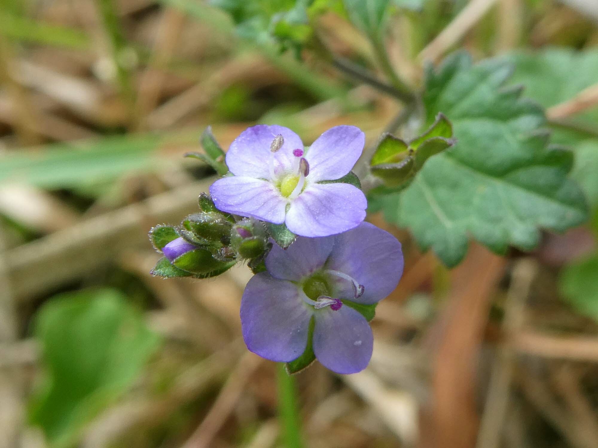Veronica plebeia