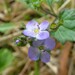 Veronica plebeia - Photo (c) george_seagull, μερικά δικαιώματα διατηρούνται (CC BY-NC)