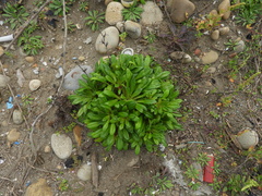 Lysimachia mauritiana