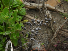 Lysimachia mauritiana