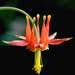 Western Columbine - Photo (c) James Gaither, some rights reserved (CC BY-NC-ND)
