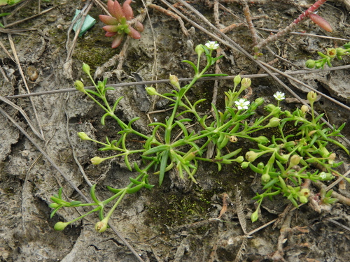 Japanese pearlwort (Sagina japonica)