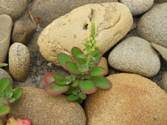 Chenopodium acuminatum virgatum