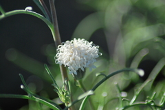 Chaenactis fremontii