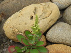 Chenopodium acuminatum virgatum