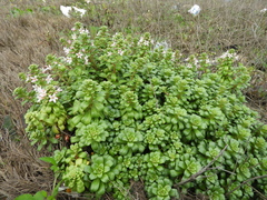 Lysimachia mauritiana