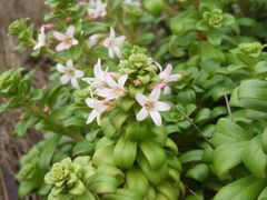 Lysimachia mauritiana