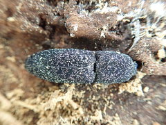 Lacon punctatus