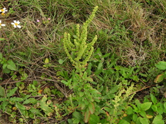 Chenopodium acuminatum virgatum