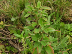 Chenopodium acuminatum virgatum