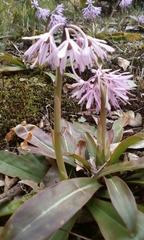 Heloniopsis orientalis